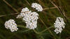  B005397croofm